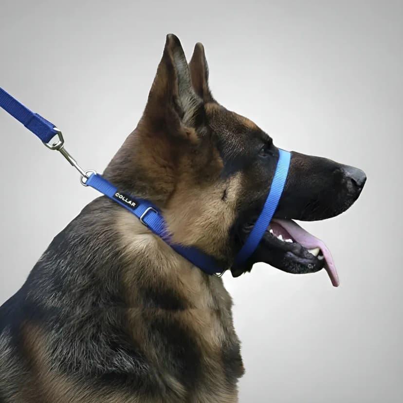Combo Canny Collar + Correa Perro Arnes Pretal Adiestramient